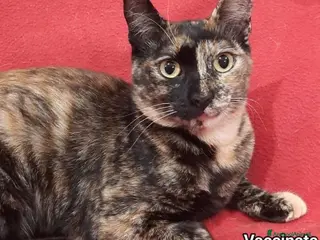 Europeo gatti Micina nera e tartarugata NESSUNO LE NOTA!ROMA SOS a Città metropolitana di Milano - Annuncio 33