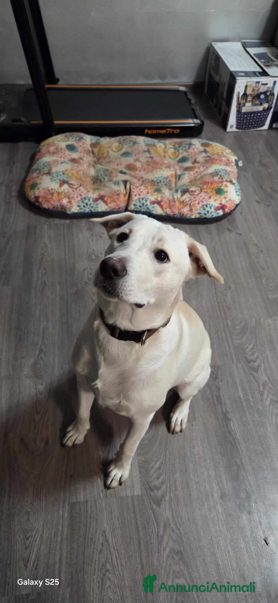 Altre razze cani GINKO  - Annuncio 2