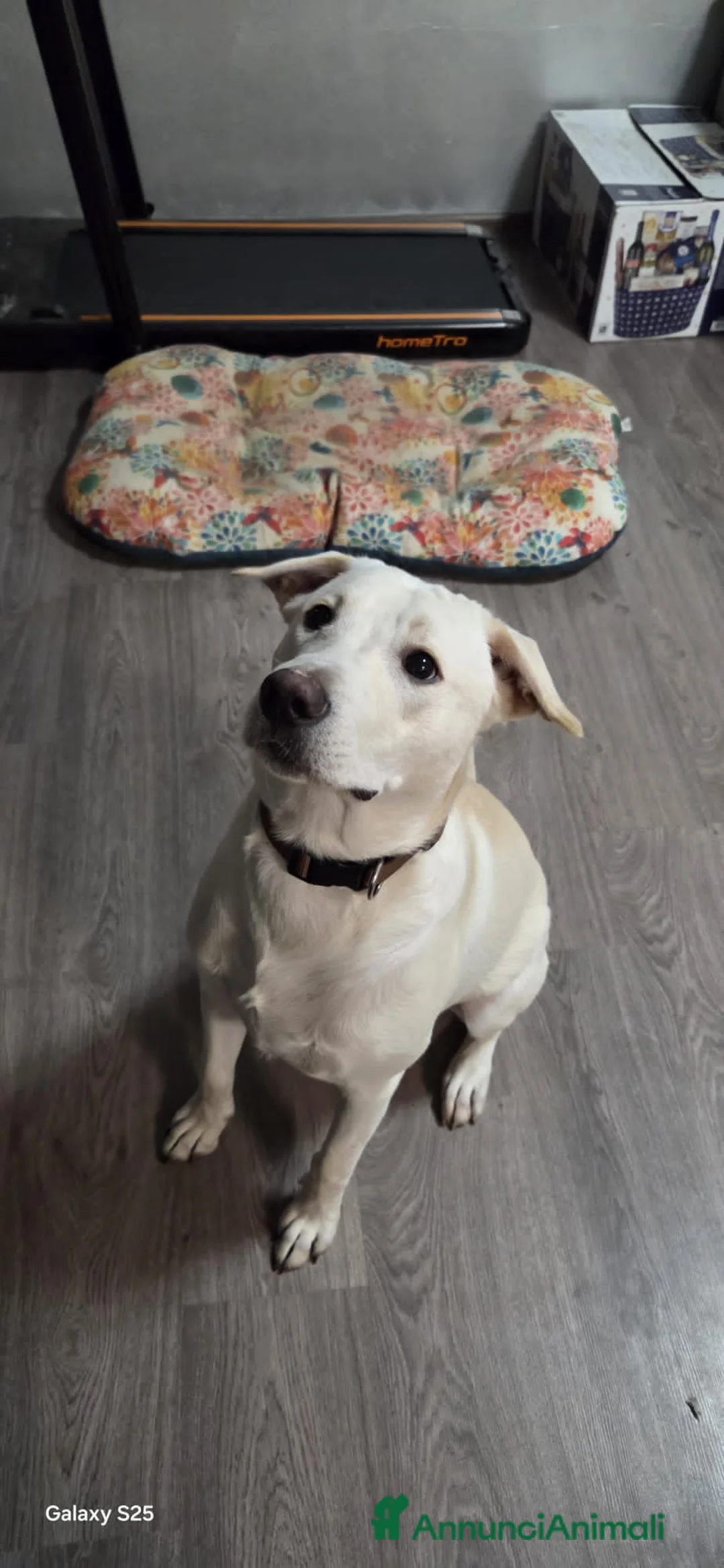 Altre razze cani in regalo: GINKO  - Annuncio 2