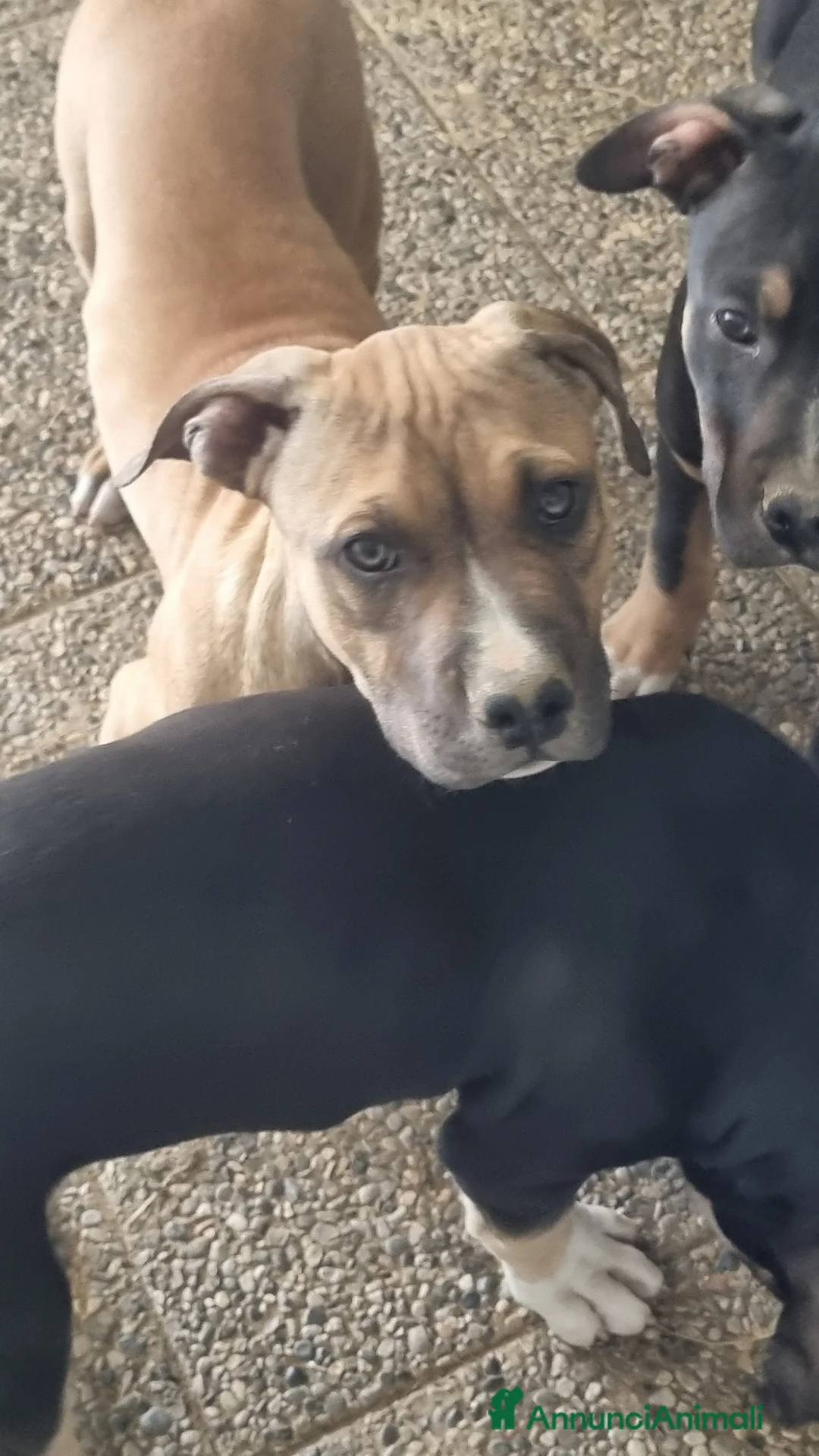 Pitbull cani in vendita: pitbull - Annuncio 7