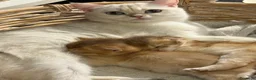 Scottish gatti in vendita: Splendidi cuccioli Scottish Fold e Straight - Annuncio 32