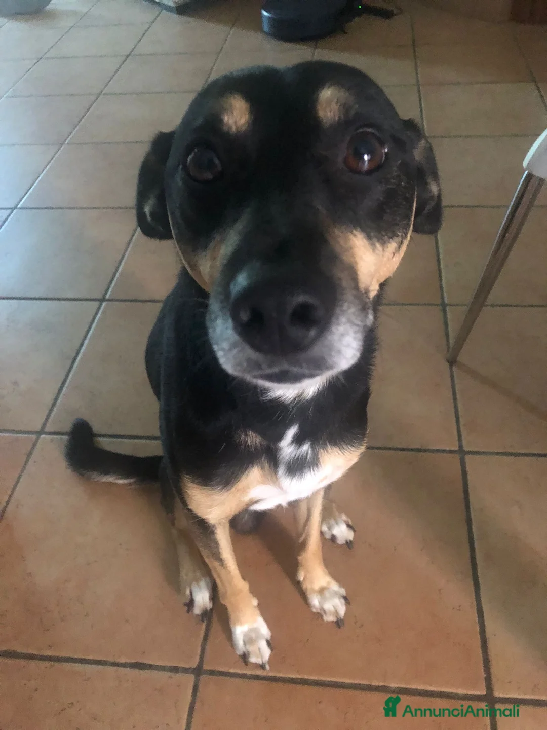 Meticcio cani in regalo: BLACK CERCA CASA 🖤 – 7 anni, dolcissimo a Provincia di Verona - Annuncio 5