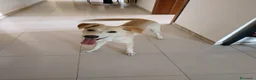 Meticcio cani in regalo: Regalo meticcio - Annuncio 5