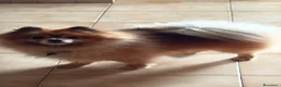 Spitz cani per accoppiamento: Mi chiamo iron disponibile per monta  a Città Metropolitana di Napoli - Annuncio 2