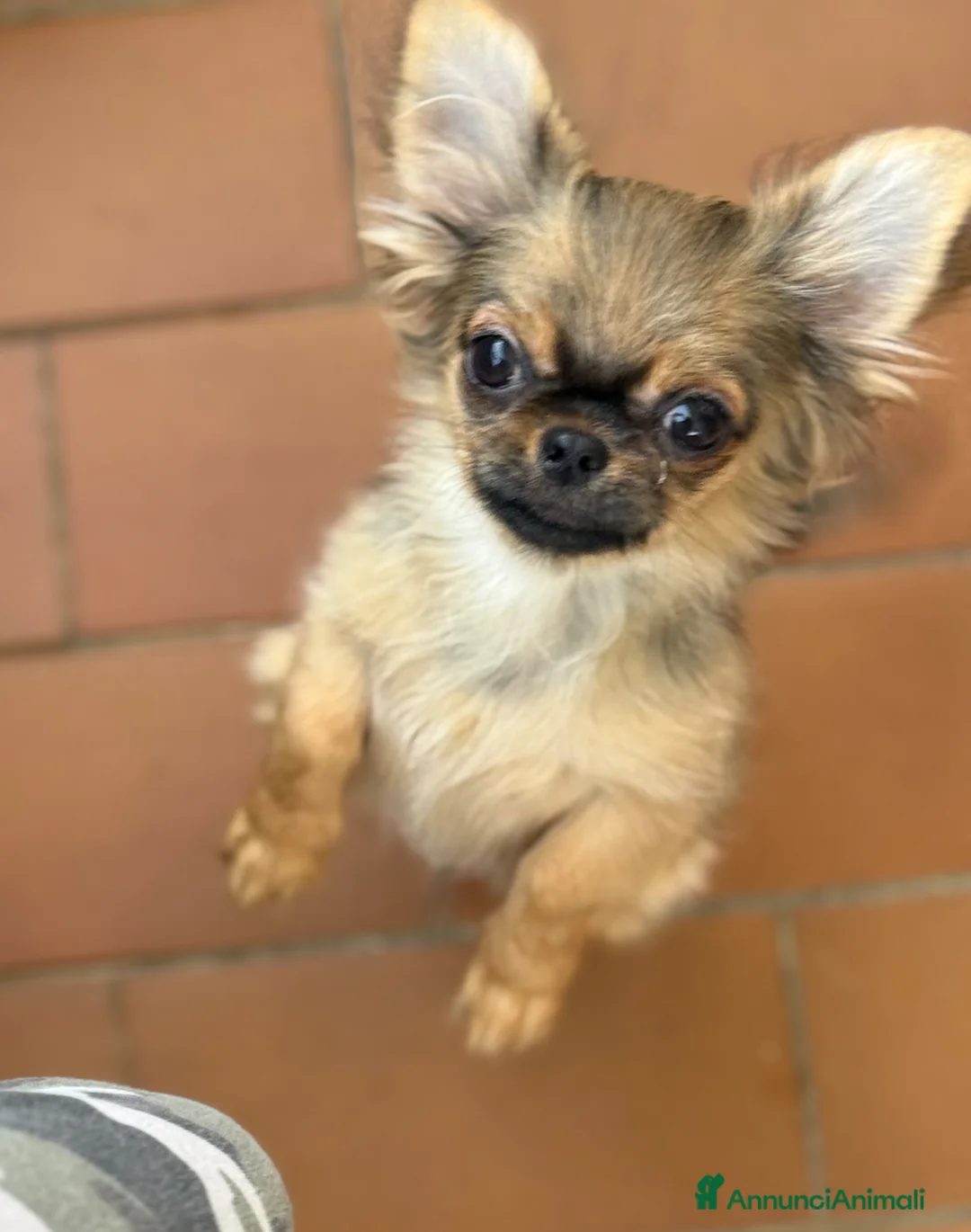 Chihuahua cani in vendita: Chihuahua mini - Annuncio 1