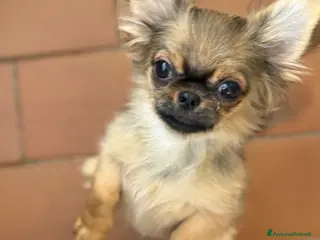 Chihuahua cani Chihuahua mini - Annuncio 1