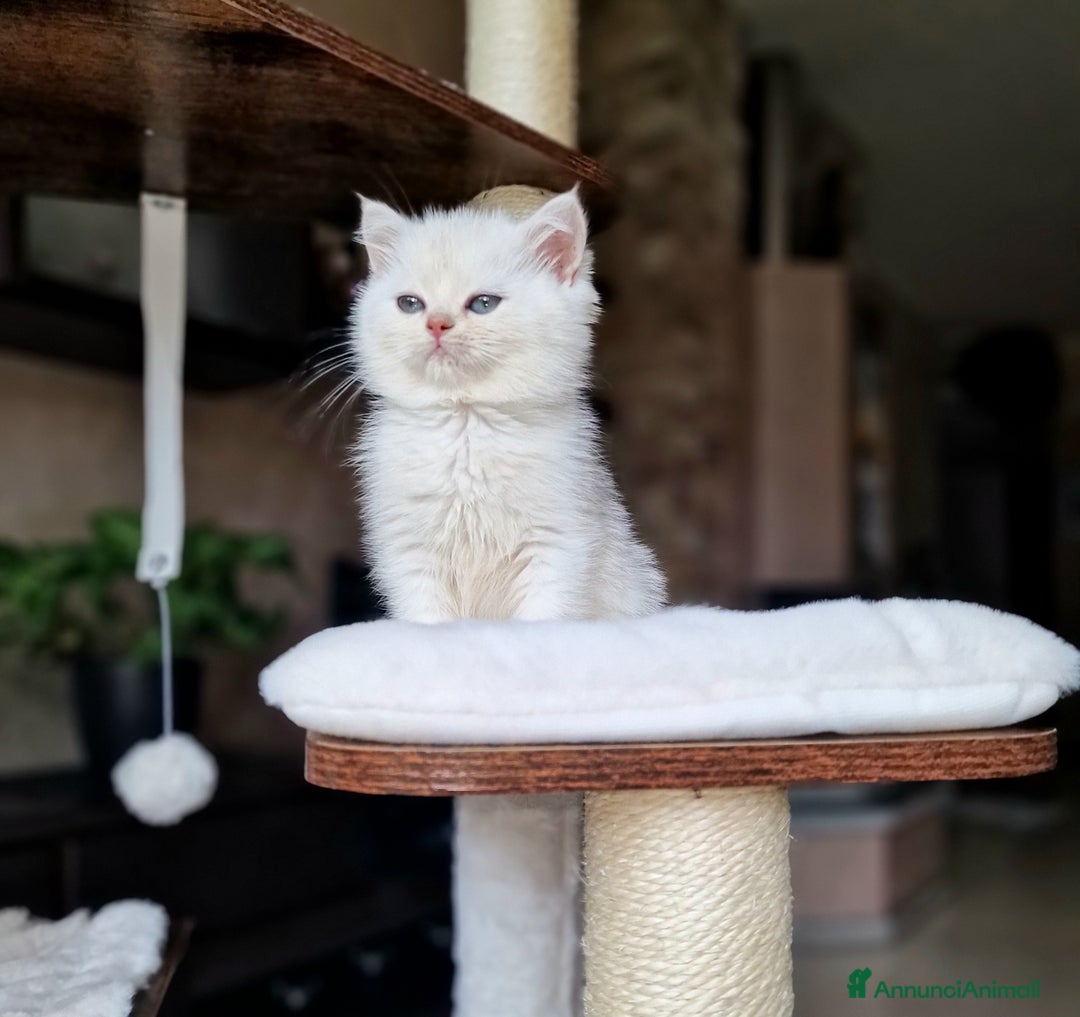 British gatti in vendita: British shorthair e longhair  - Annuncio 8