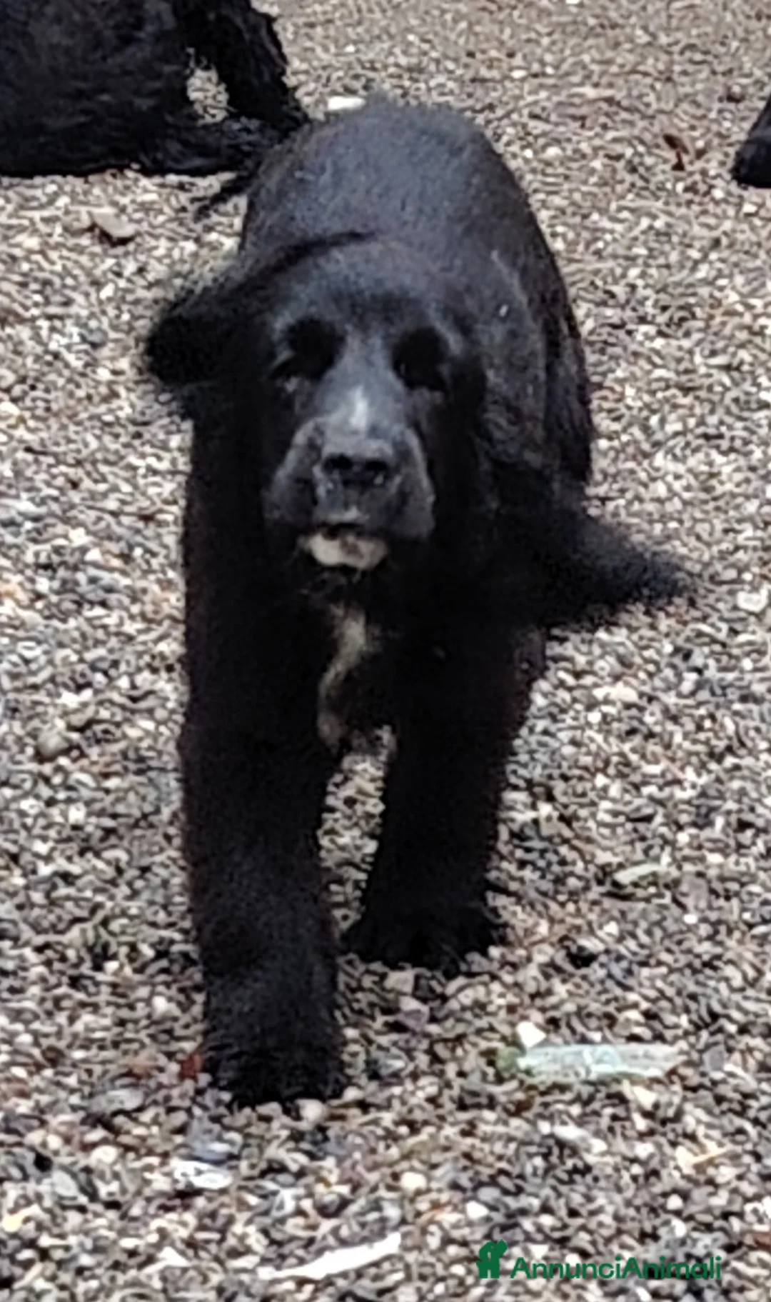 Meticcio cani in vendita: Coker spaniel  a Provincia di Bergamo - Annuncio 12