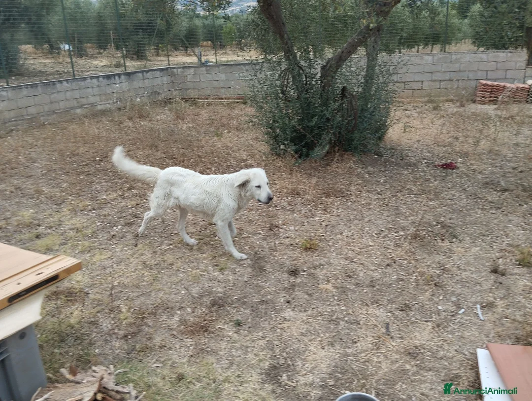 Meticcio cani in vendita: Cuccioli di pastore abruzzese  - Annuncio 3
