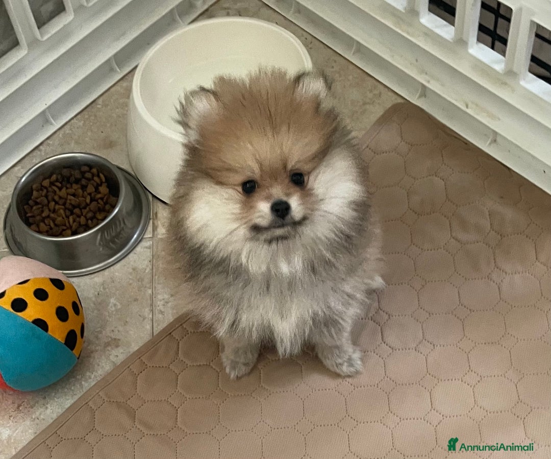 Volpino Pomerania cani in vendita: Spitz nano taglia mignon consegna a domicilio - Annuncio 12