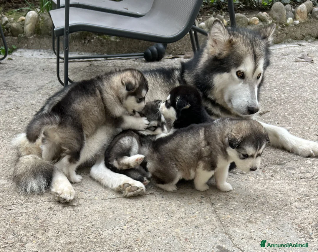 Alaskan Malamute cani in vendita: Cuccioli di Alaskan Malamute Alta genealogia  a Provincia di Mantova - Annuncio 1
