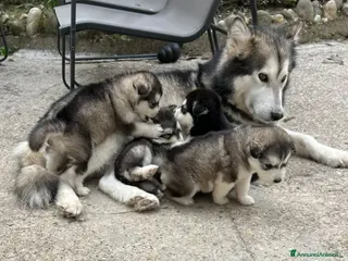 Alaskan Malamute cani Cuccioli di Alaskan Malamute Alta genealogia - Annuncio 1