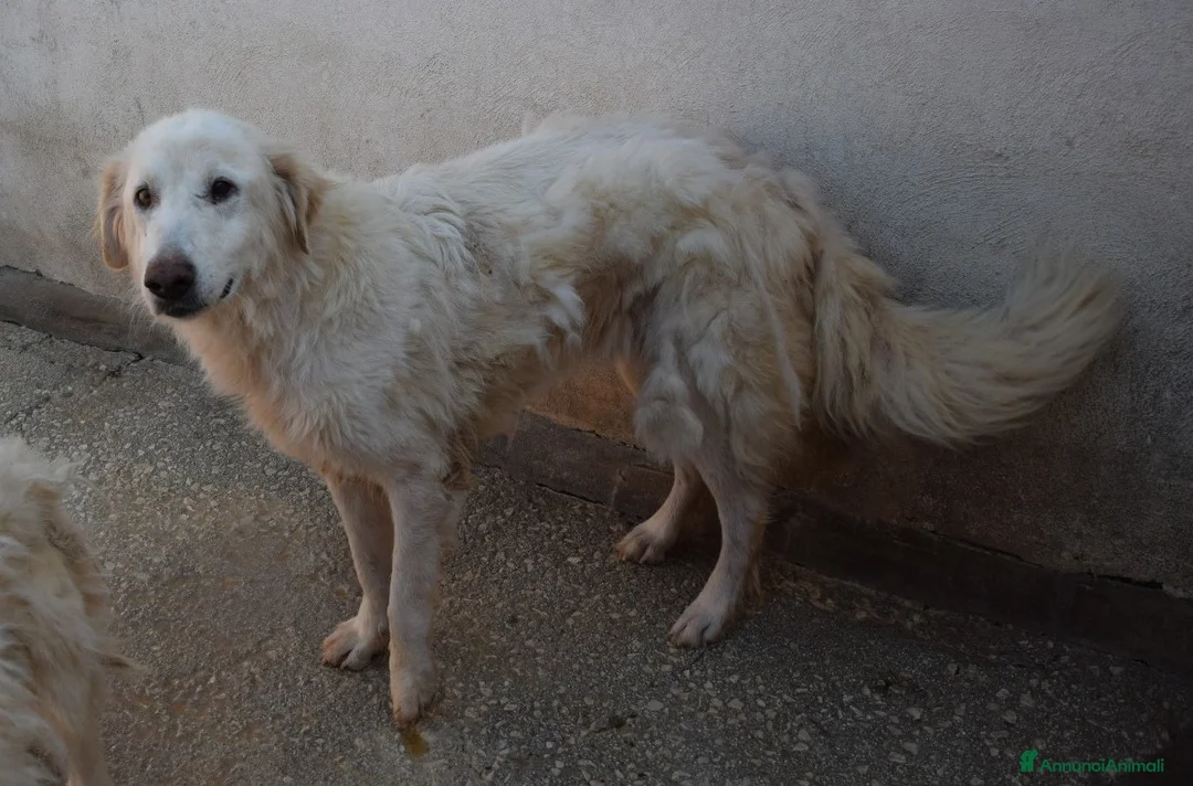 Altre razze cani in regalo: WENDY CAGNOLINA DI 8 ANNI BUONISSIMA a Città metropolitana di Roma Capitale - Annuncio 2