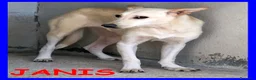 Meticcio cani in regalo: JANIS una bella timidina a Città metropolitana di Milano - Annuncio 5