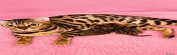 Bengala gatti in vendita: gatto bengala  - Annuncio 7