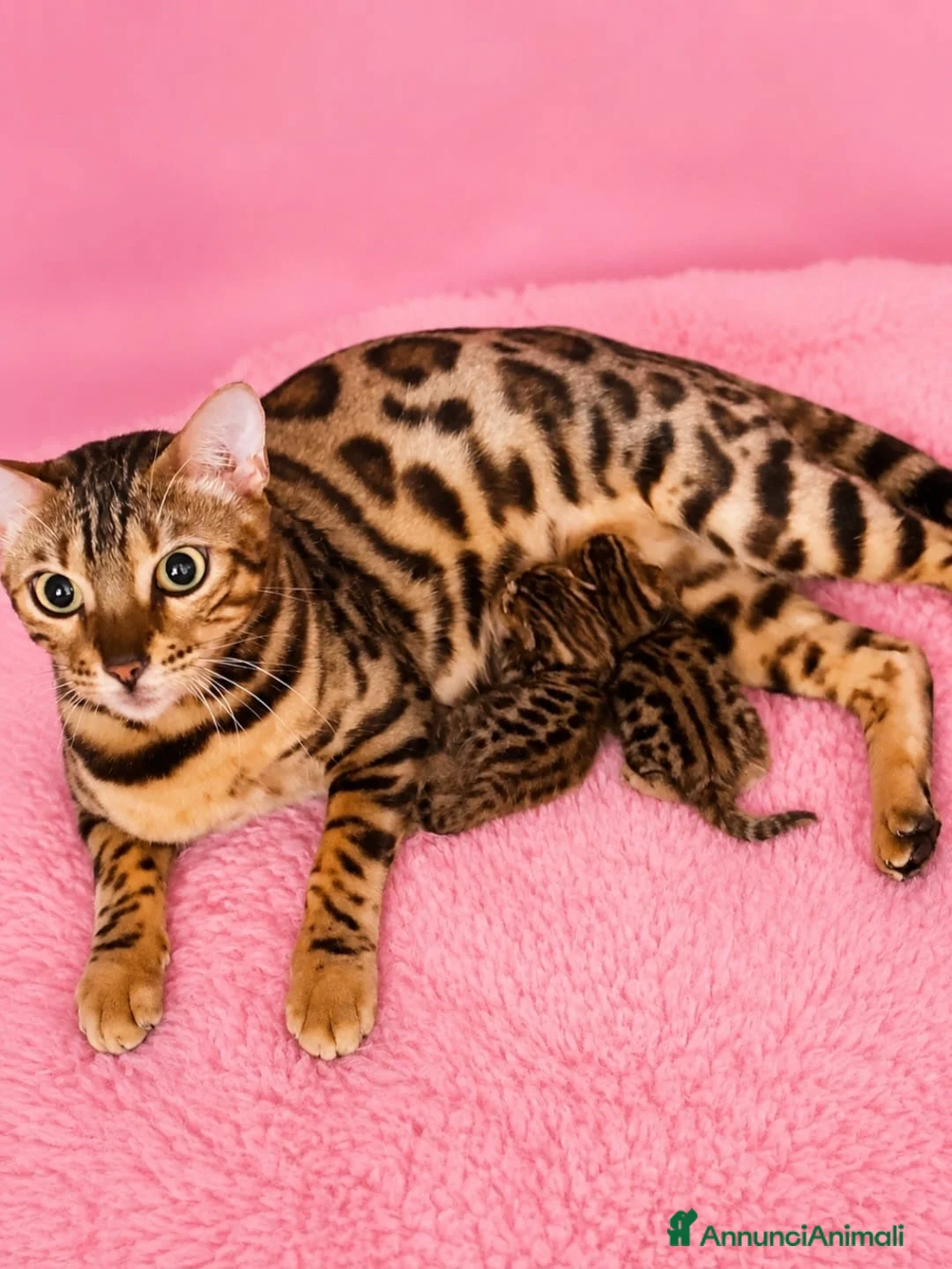 Bengala gatti in vendita: gatto bengala  - Annuncio 7