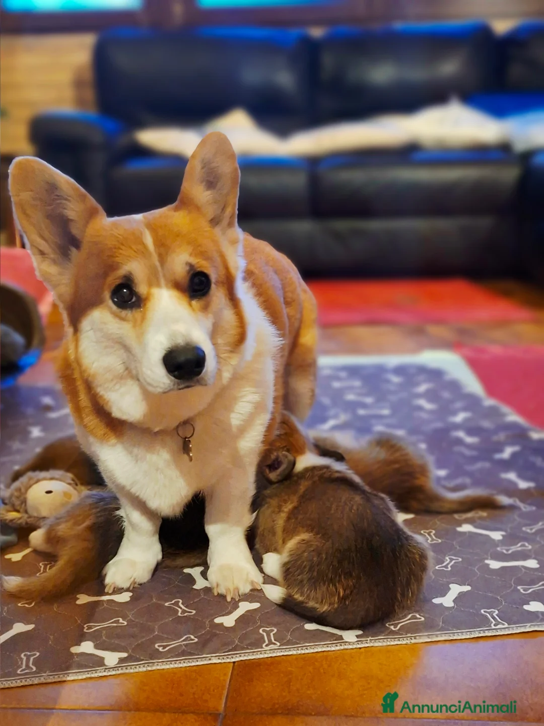 Corgi Pembroke cani in vendita: Cuccioli Corgi Pembroke  - Annuncio 2