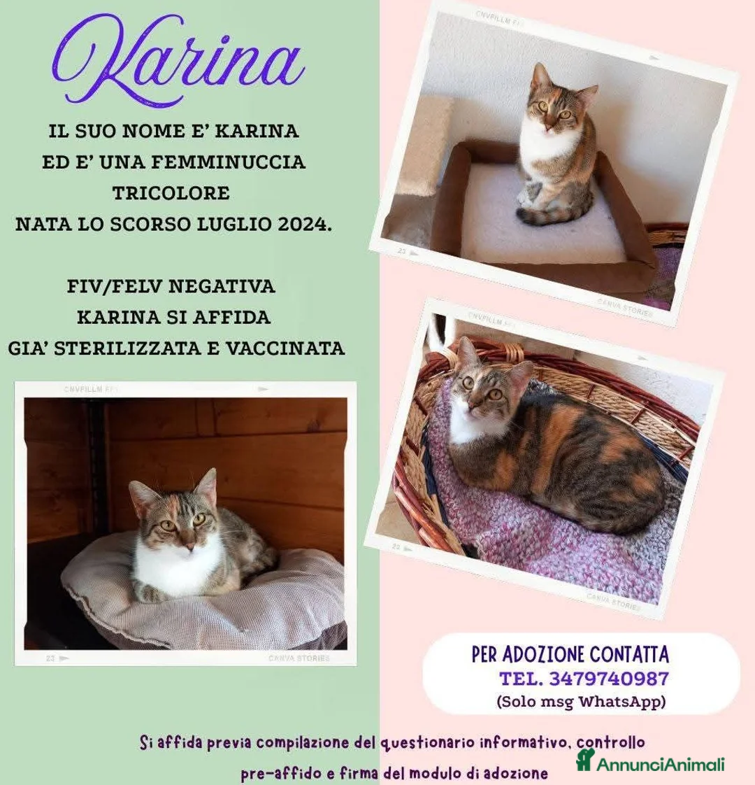 Europeo gatti in regalo: Karina, splendida micia in adozione! - Annuncio 1