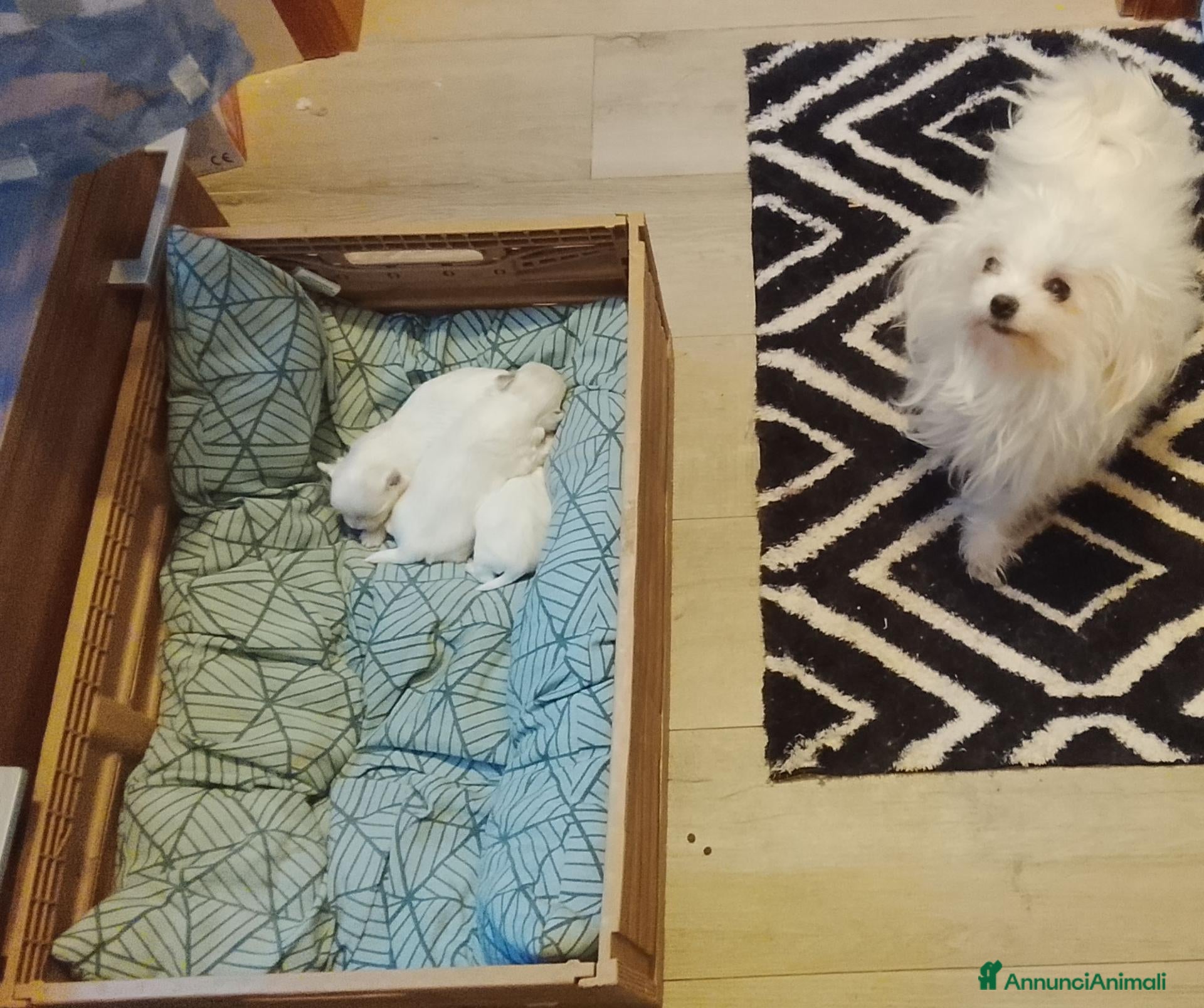 Maltese cani Maltesi linea coreana - Annuncio 1