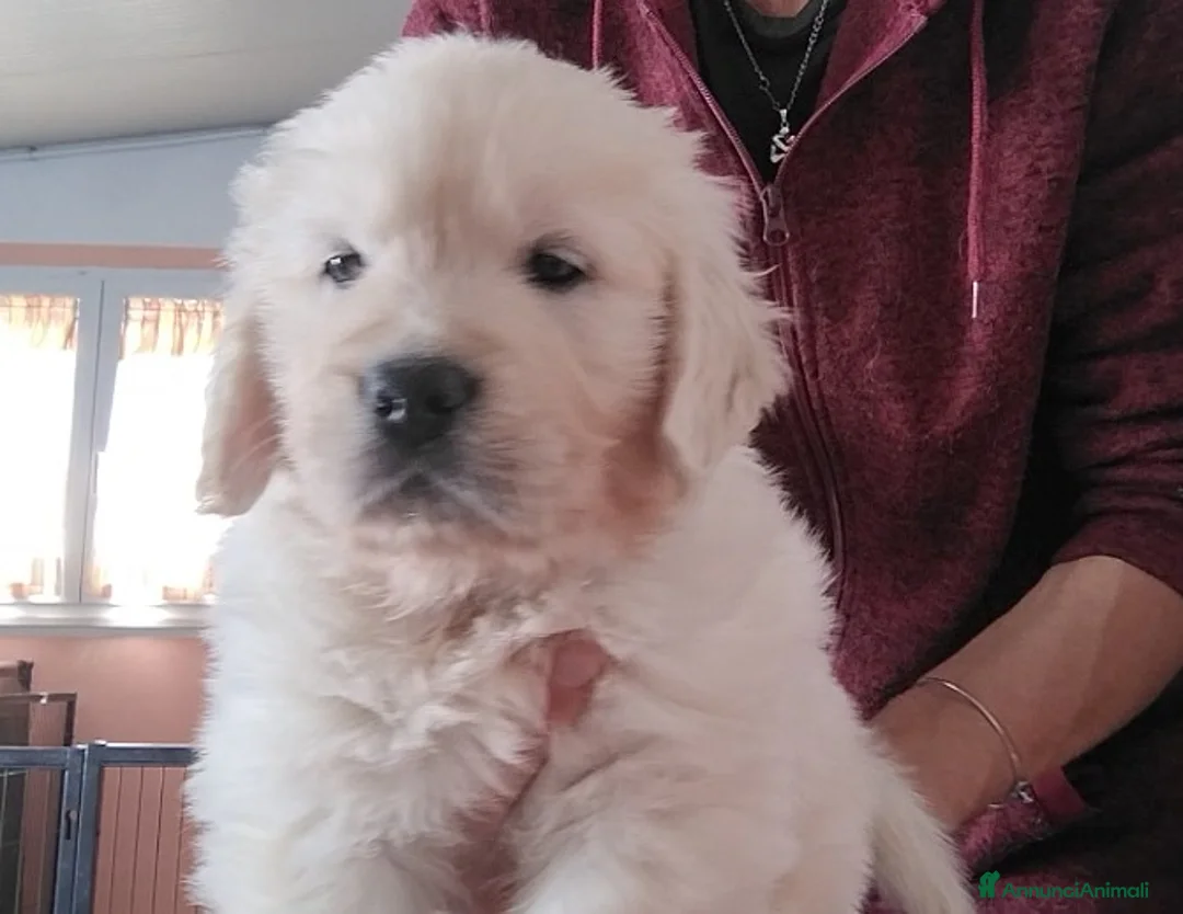Golden Retriever cani in vendita: Cuccioli di Golden retriever  - Annuncio 2