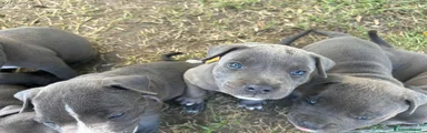 American Staffordshire 2