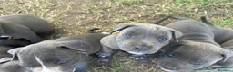American Staffordshire cani in vendita: Ultimi cuccioli  - Annuncio 2