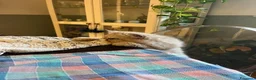 Persiano gatti per accoppiamento: Camillo cerca gattina per accoppiamento  - Annuncio 3