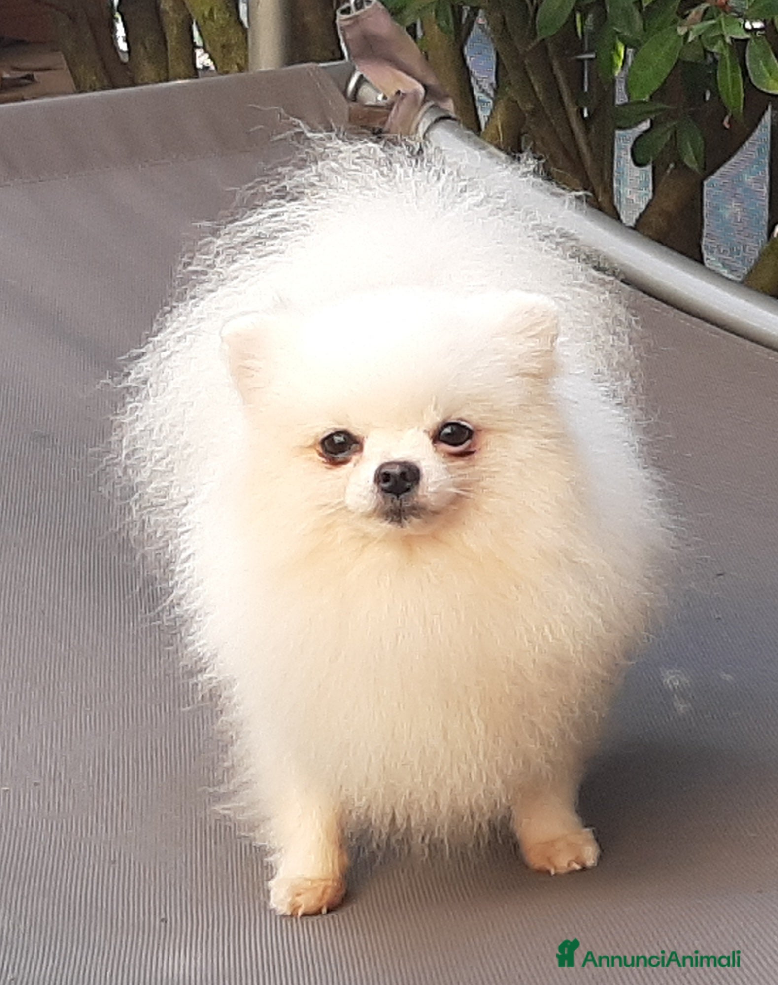 Spitz cani Spitz di Pomerania NANO  - Annuncio 20