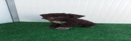Lagotto cani in vendita: Lagotto Romagnolo  - Annuncio 7