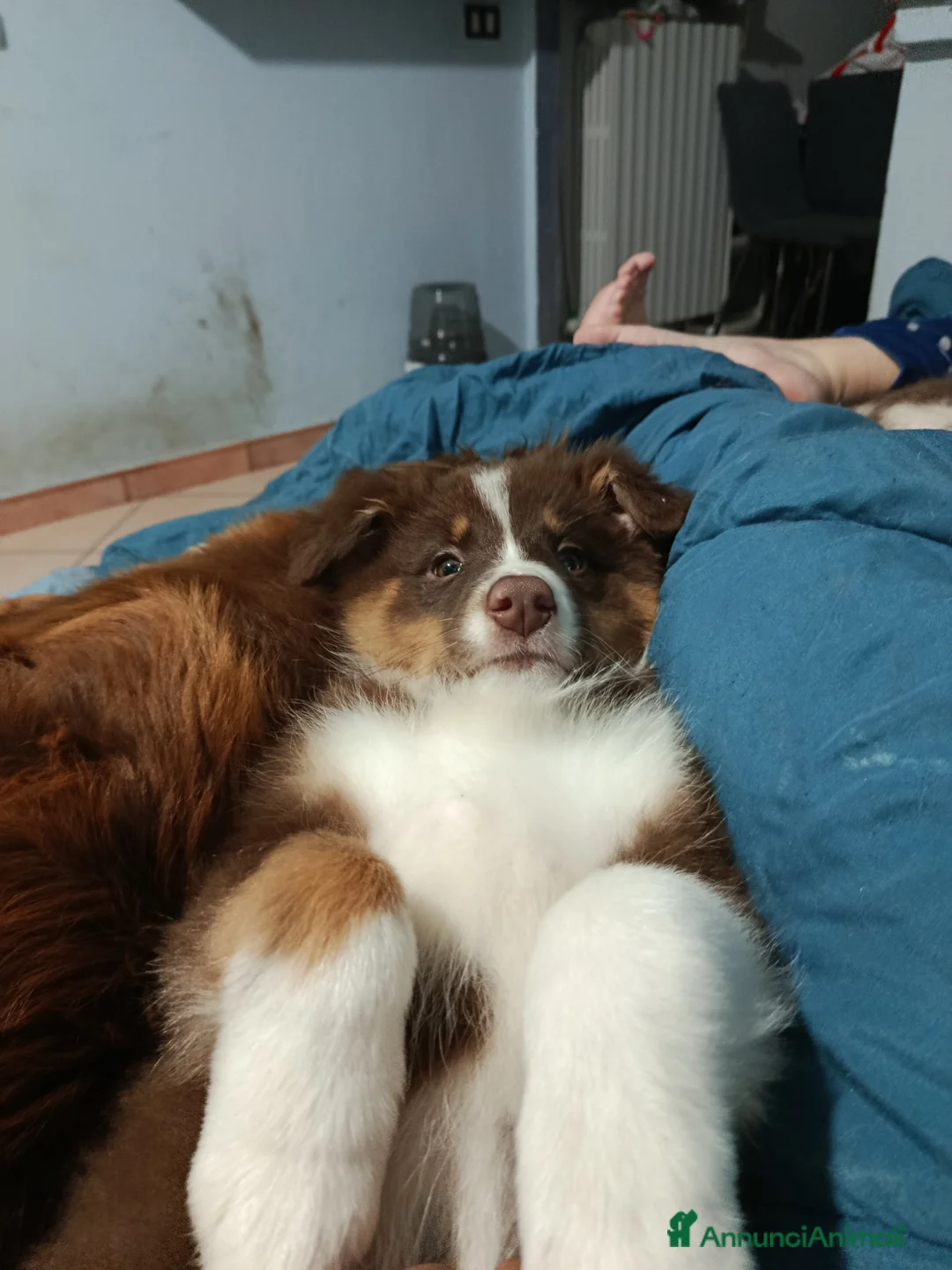 Australian Shepherd cani in vendita: Cucciole pastore australiano  - Annuncio 3