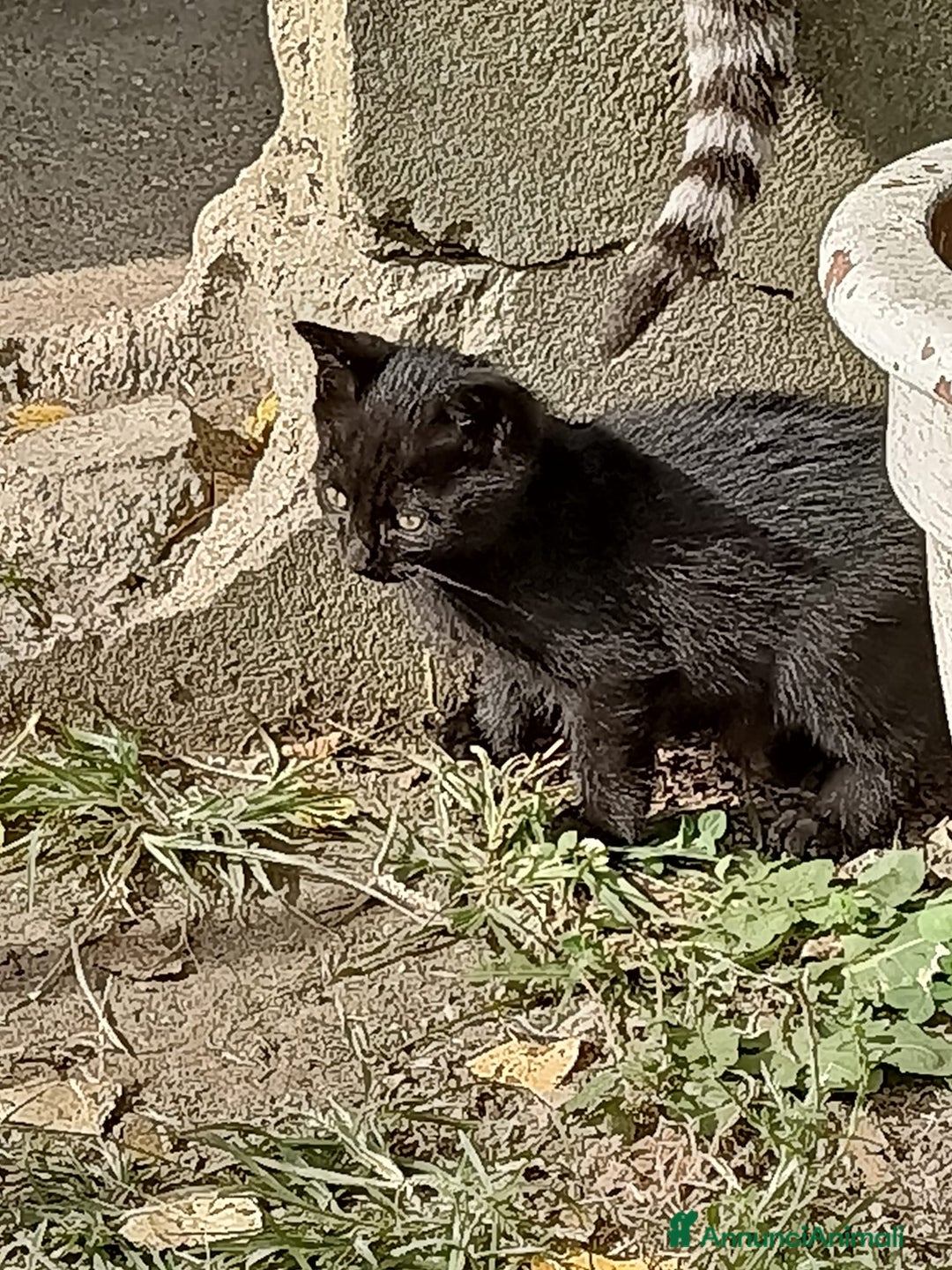 Europeo gatti in regalo: gatta 2 mesi e mezzo nera - Annuncio 1