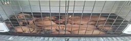 Segugio Bavarese cani in vendita: Cucciolata di Segugio bavarese (Ancora 3 rimasti!) - Annuncio 4