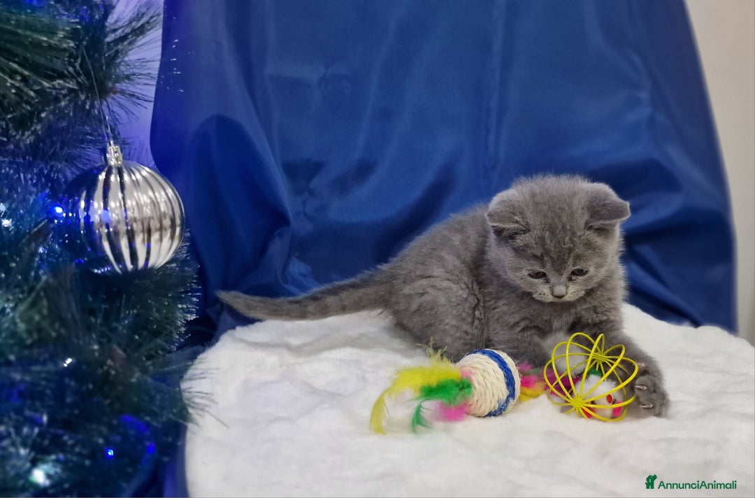 Scottish gatti in vendita: Scottish fold e straight  - Annuncio 6