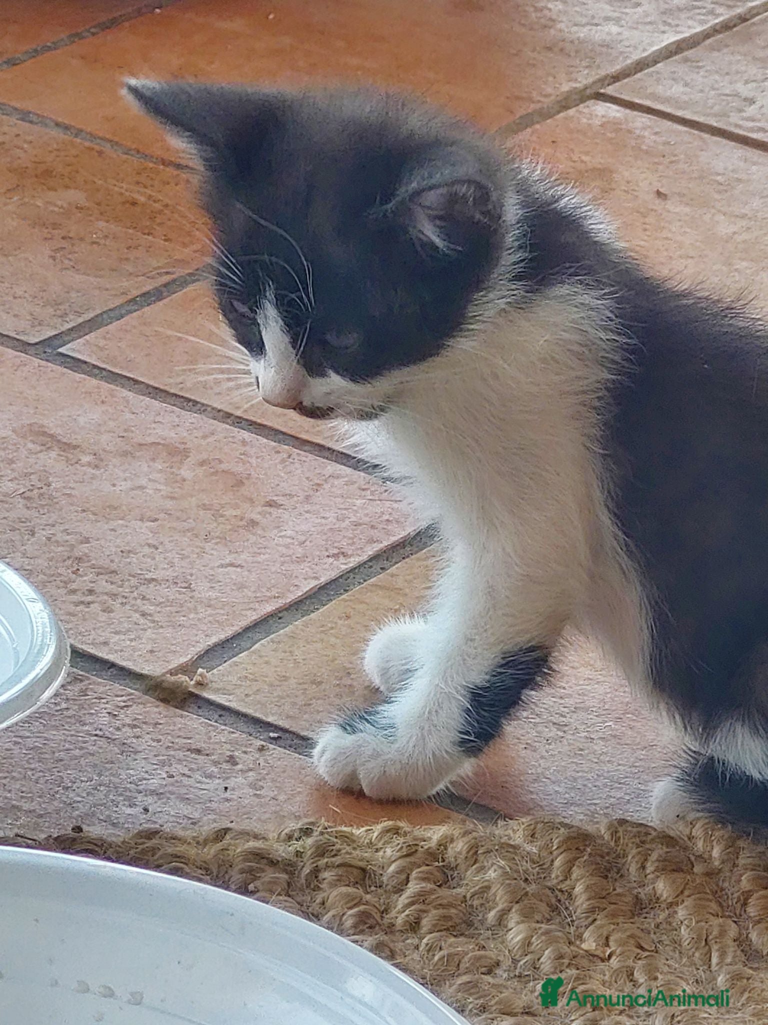 Europeo gatti Cuccioli di gatto europeo grigi e pezzati - Annuncio 4