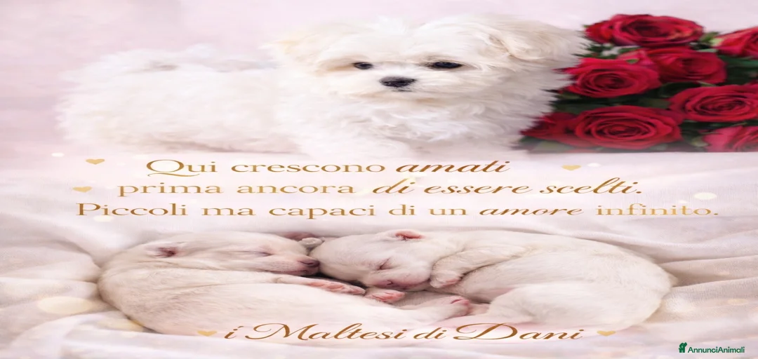 Immagine della galleria {{count}}