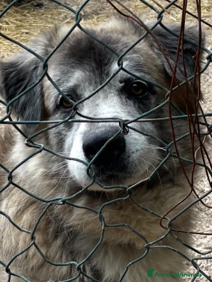 Pastore del Caucaso cani ADOZ.DEL💔:sempre in canile,nessuno hai chiesto x  - Annuncio 1