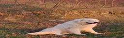 Pastore Abbruzzese Maremmano cani in vendita: cuccioli e cuccioloni di pastore Abruzzese Mar. - Annuncio 15