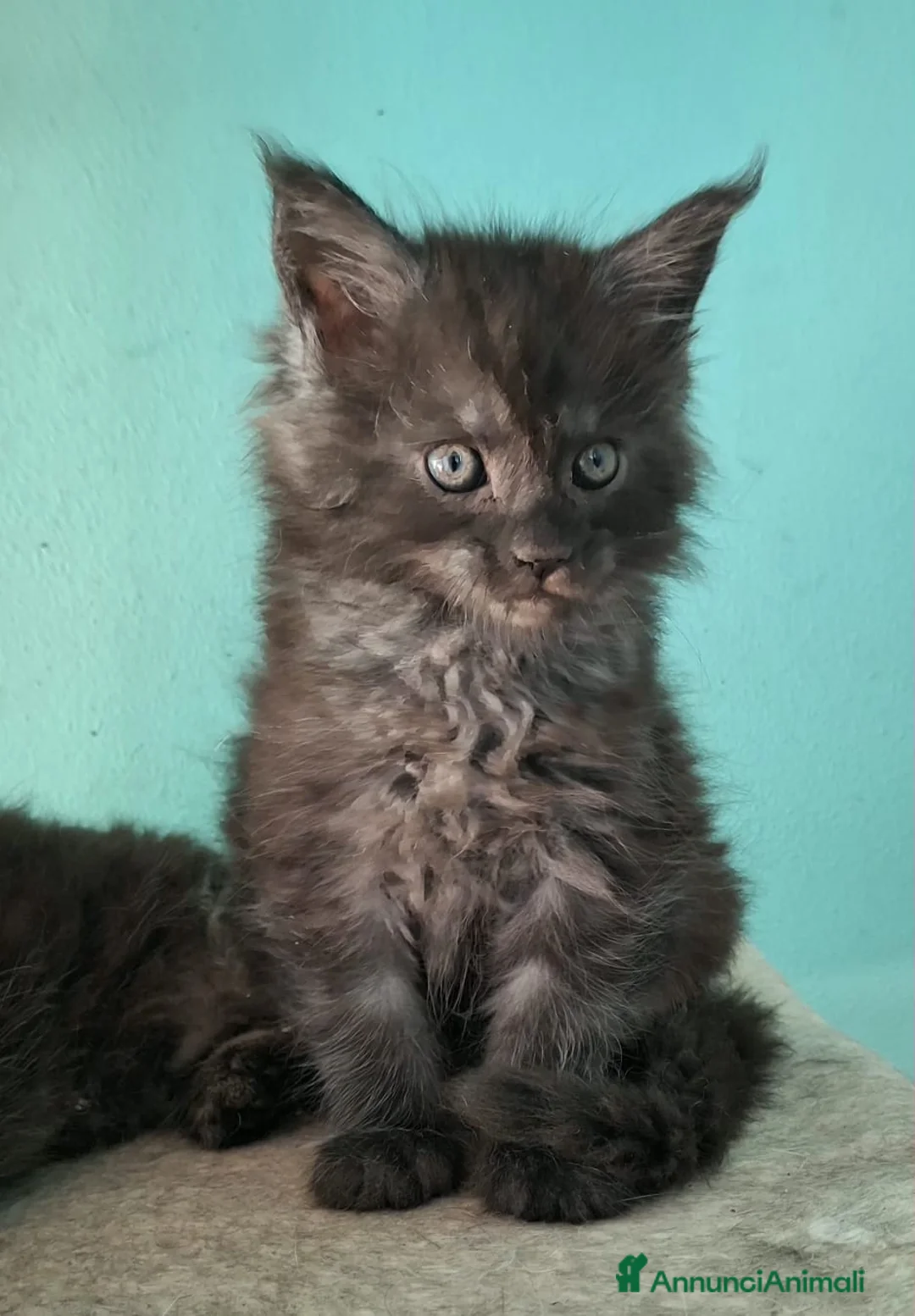 Maine Coon gatti in vendita: maine coon cuccioli  a Provincia di Vicenza - Annuncio 2