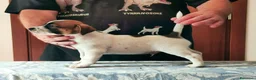Jack Russell cani in vendita: Cucciolata jack Russell terrier con pedigree  - Annuncio 22