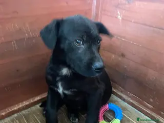 Meticcio cani ADOTTA IL TENERO ALVINNN - Annuncio 23