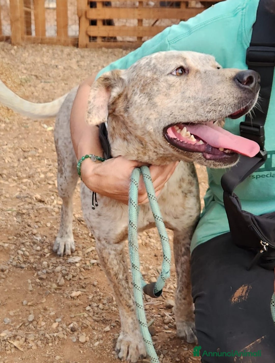 Meticcio cani in regalo: Molossino meno di 2anni buono e bellissimo.CALABR a Città metropolitana di Milano - Annuncio 2