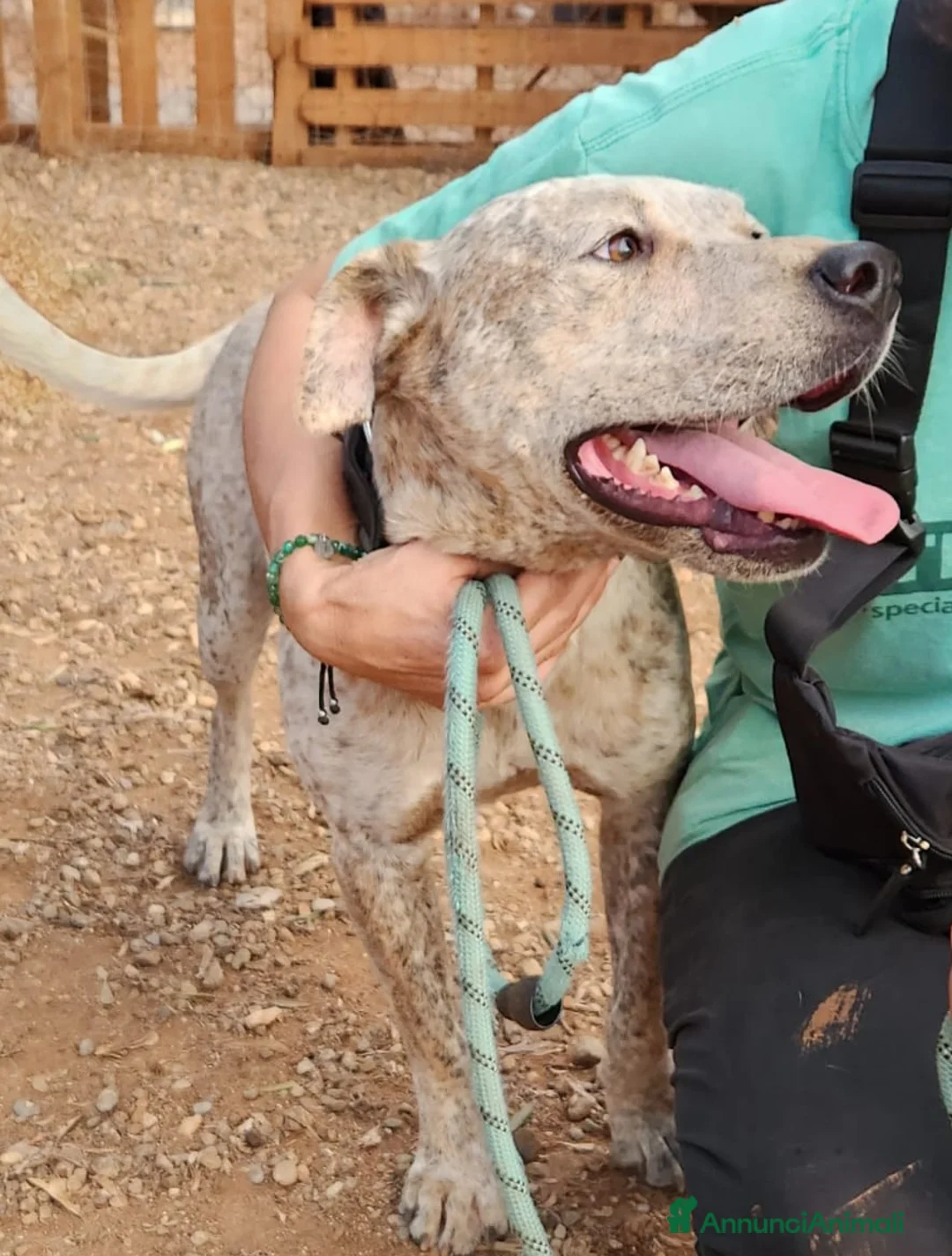 Meticcio cani in regalo: Molossino meno di 2anni buono e bellissimo.CALABR a Città metropolitana di Milano - Annuncio 2