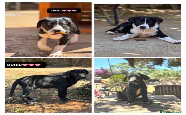 Altre razze cani a Provincia di Bergamo - Annuncio 11