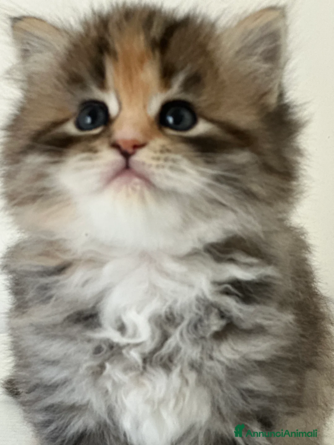 Immagine della galleria {{count}}