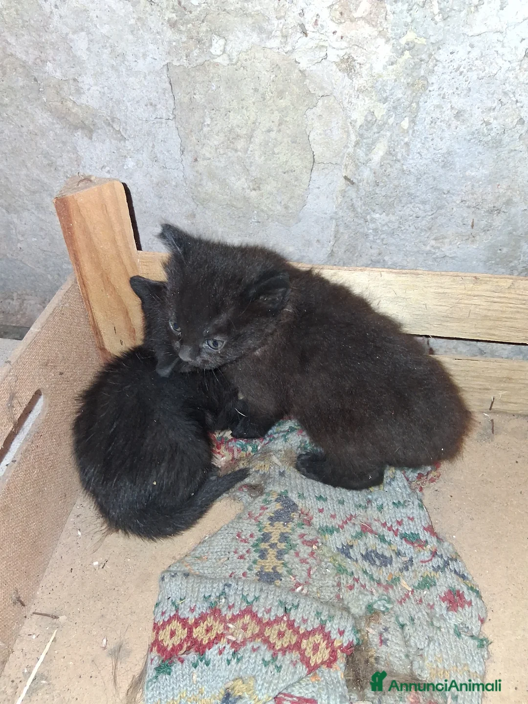 Meticcio gatti in regalo: Due batuffoli di seta nera cercano casa - Annuncio 2