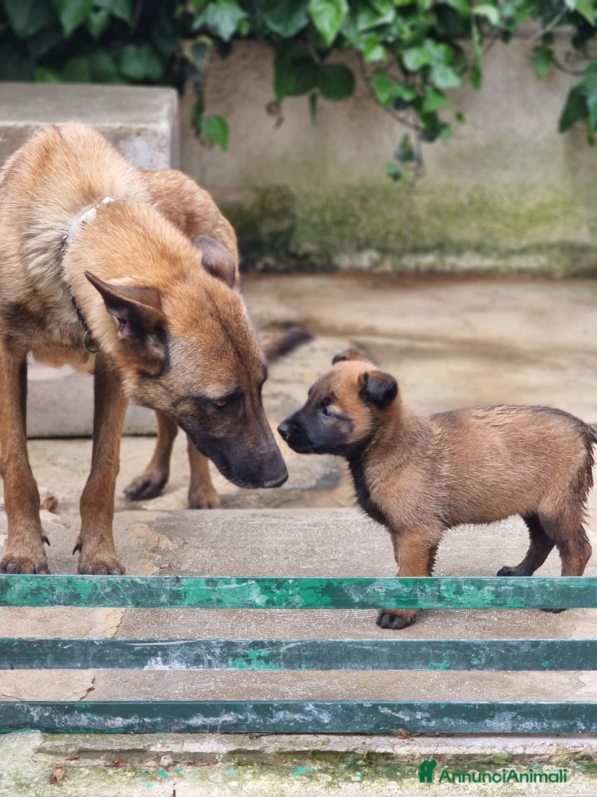 Pastore Belga cani Pastore Belga Malinois in Puglia Campania Calabria - Annuncio 5