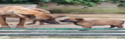 Pastore Belga cani in vendita: Pastore Belga Malinois in Puglia Campania Calabria a Città Metropolitana di Napoli - Annuncio 1