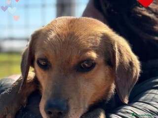 Meticcio cani FILIPPO dolce cagnolino cerca casa - 6 anni a Provincia di Latina - Annuncio 2