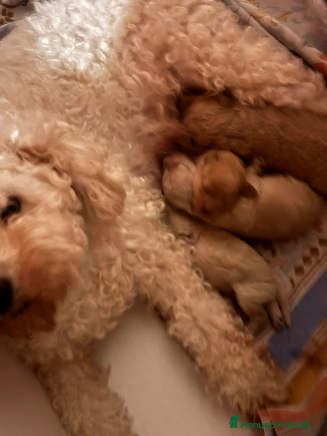 Barboncino cani in vendita: Cuccioli di Barboncino - Annuncio 1