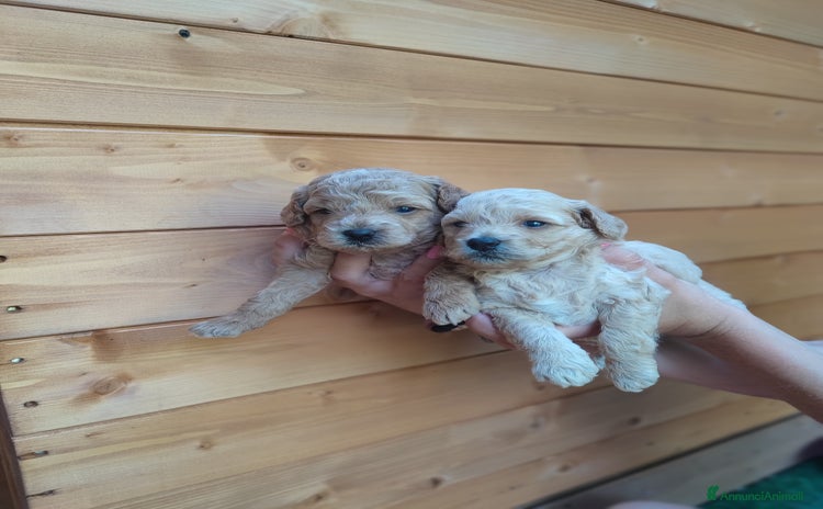Barboncino Toy cani - Annuncio 9